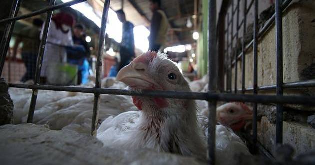 nehruzoologicalparktakesmeasurestopreventbirdflu