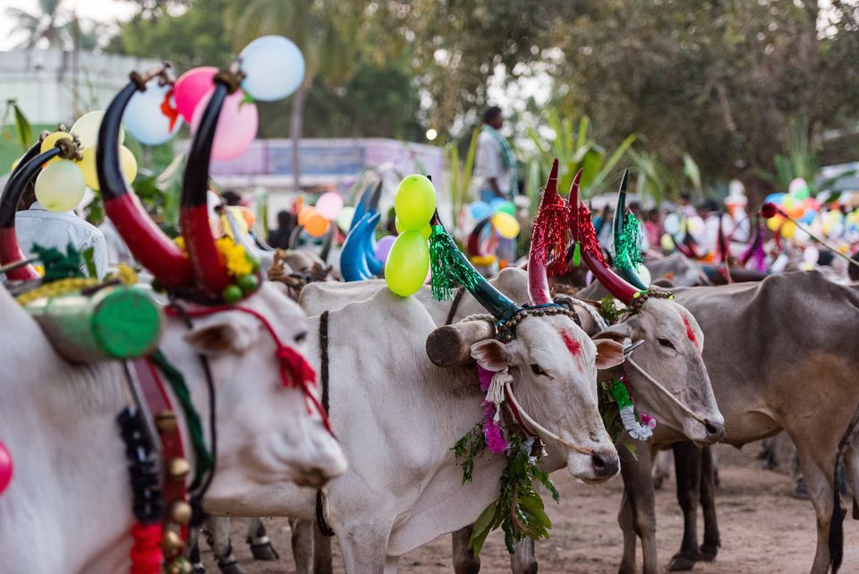 telanganacelebratesfestivalofcattlekanumaonthirddayofsankrantifestival