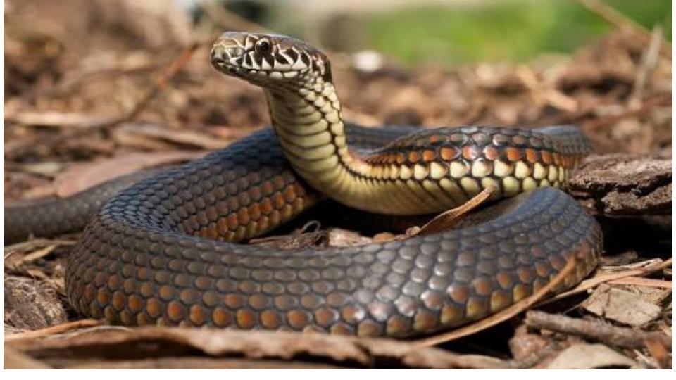 9-Year-Old Girl Dies of Snakebite in Medak