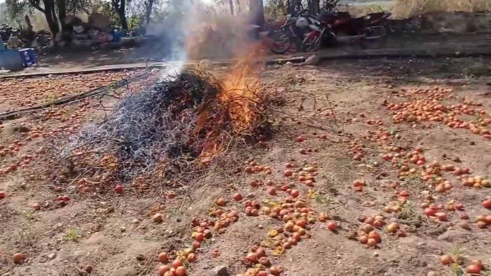 farmersintelanganasetcropablazeaftertomatopricesdrop