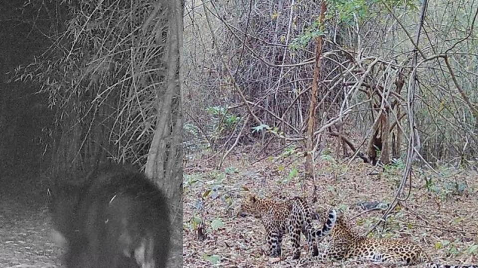 Camera traps capture leopard, sloth bear movements in Khammam forests