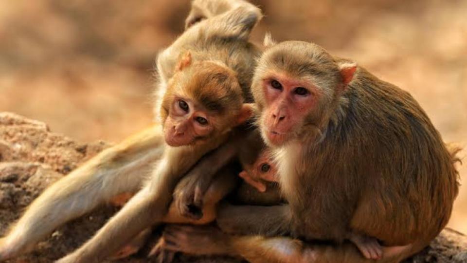 Monkey menace spreads to paddy nurseries in Siddipet