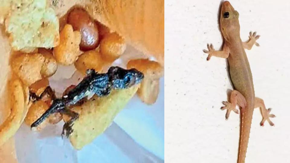 Lizard Found in Mixture Packet, Sweet Shop Fined Rs 1 Lakh in Sircilla.