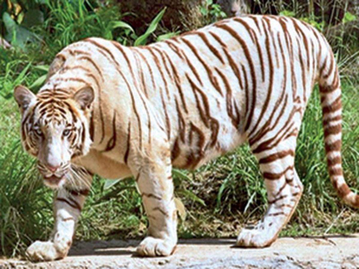 whitetigerdiesatnehruzoologicalpark