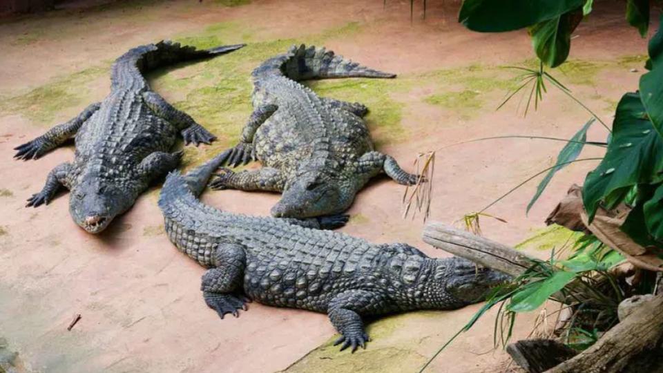 Three crocodiles spotted near Nettampadu in Gadwal