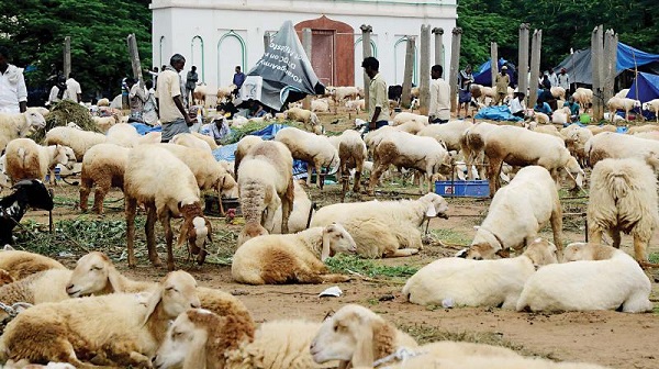 hyderabadcptellsofficialstoworkefficeintlyfortheeidaladha(bakreid)arrangements