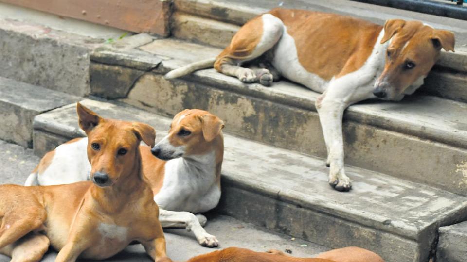 Over 25 People Injured In Stray Dog Attack at Vemulawada temple