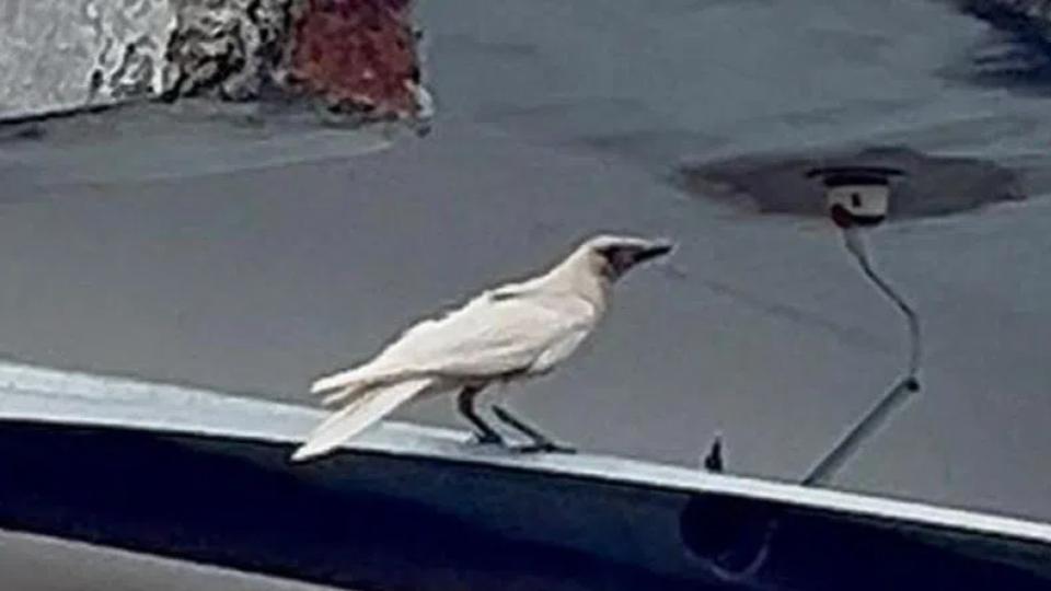 Rare white house crow spotted in Mancherial