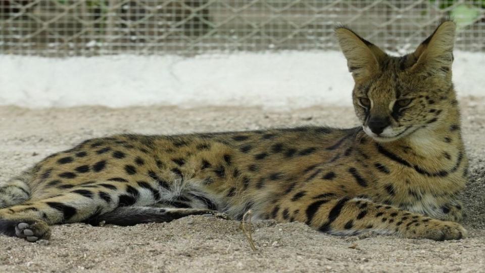 Nehru Zoological Park welcomes two African Serval Cats