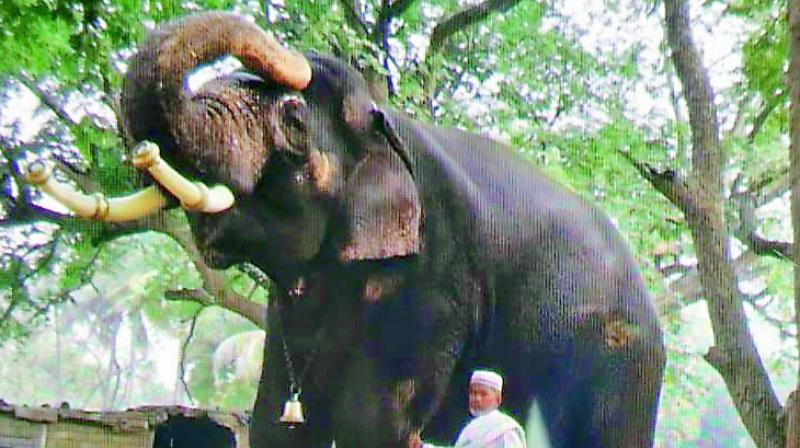 Elephant from Andhra Pradesh to grace Bonalu, Moharram processions