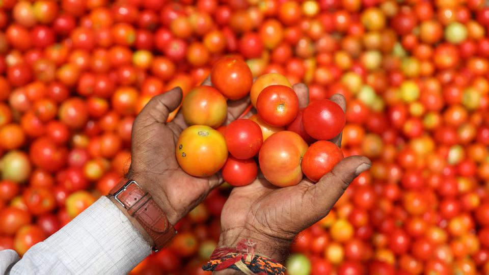 Tomato prices increases in Telangana due to cop damage