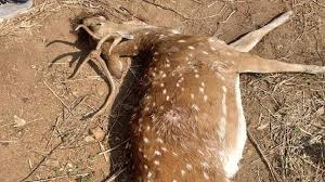 kanchagachibowlirow:spotteddeermauledtodeathonuniversityofhyderabadcampus