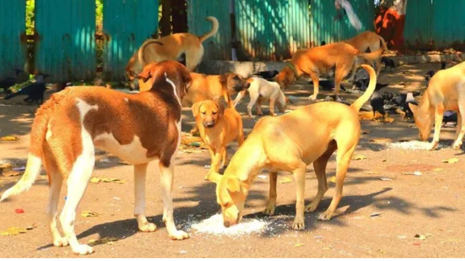 Over 100 stray dogs killed in Nagarkurnool district