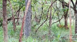 overonelakhtreestobeaxedtorelocatefourvillagesfromamrabadtigerreserve