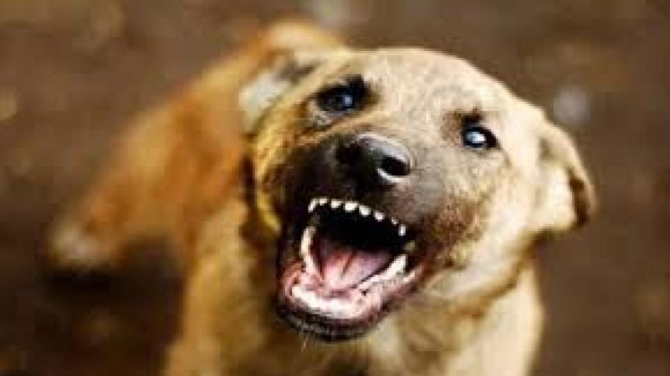 Minor Boy Dies 15 Days After Stray Dog Chase Injury In Rajanna Sircilla Dist