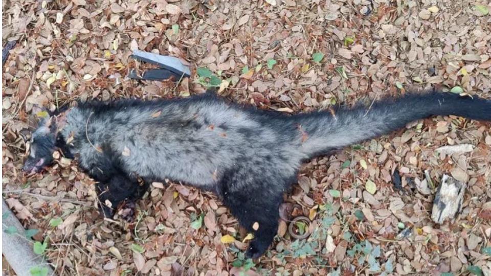 Civet cat run over by vehicle in BHEL Township, Sangareddy