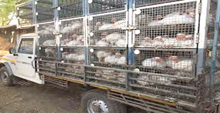 avianflu:telanganadeniesentrytopoultryvehiclesfromandhrapradesh
