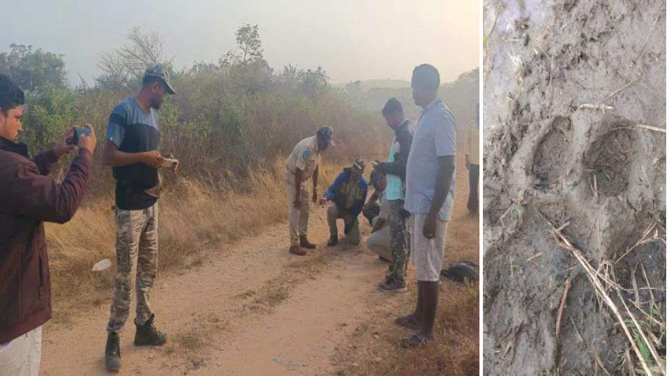 Tiger moves towards Siddipet from Yadadri Bhuvangiri