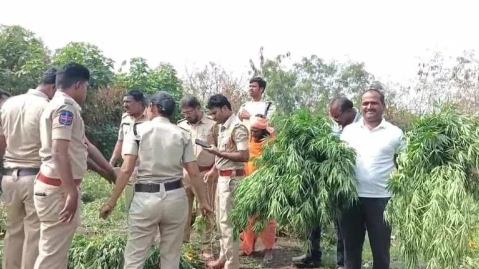 15 dry ganja, 600 ganja plants seized from temple premises in Siddipet
