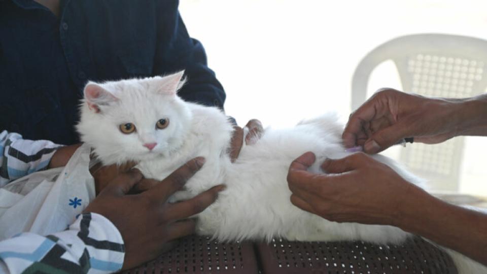 1199petandstraydogsgivenantirabiesshotsonworldzoonosesdayinhyderabad