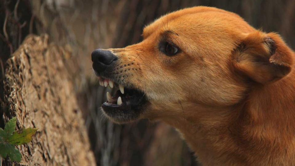 womandiesafterstreetdogattackinkothagudem