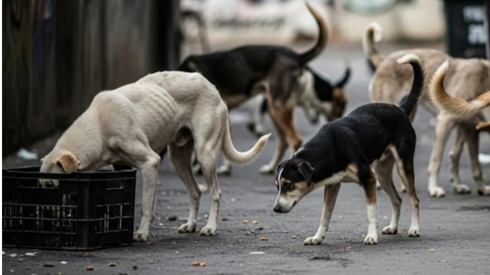 Video of minor girl mauled by stray dogs at model school in Mancherial