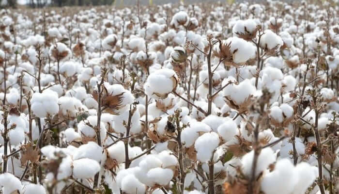 presowingforecast202324:cottonpricesexpectedtorangefromrs7550to8000perquintalintelangana