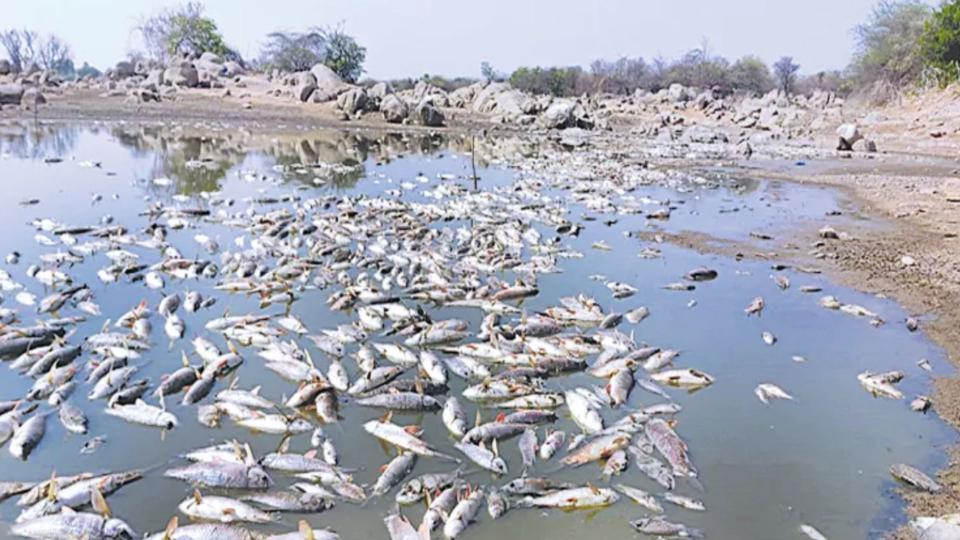 hundredsoffishesfounddeadinlakesduetosummerheatintelangana