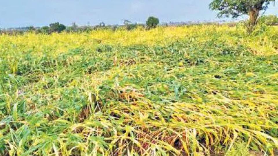 Crops On 10k Acres Hit By Hailstorm, Shabbir Assures Relief