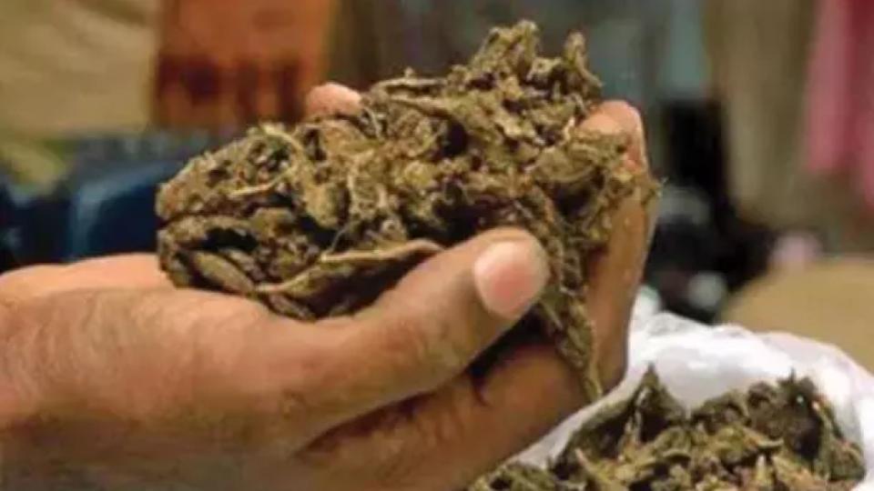Two held with 2.1 kg ganja in Yakutpura