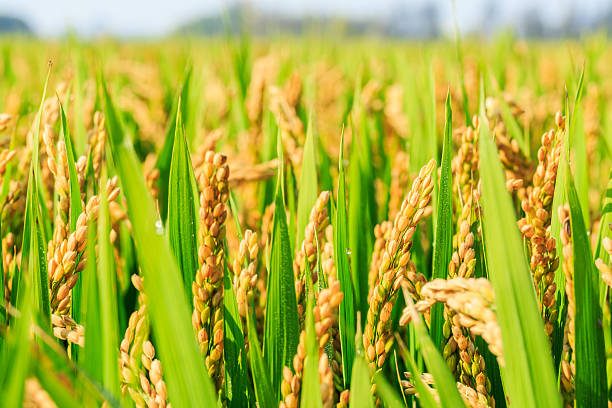 Opposition flays Telangana govt decision to provide bonus only for fine variety paddy