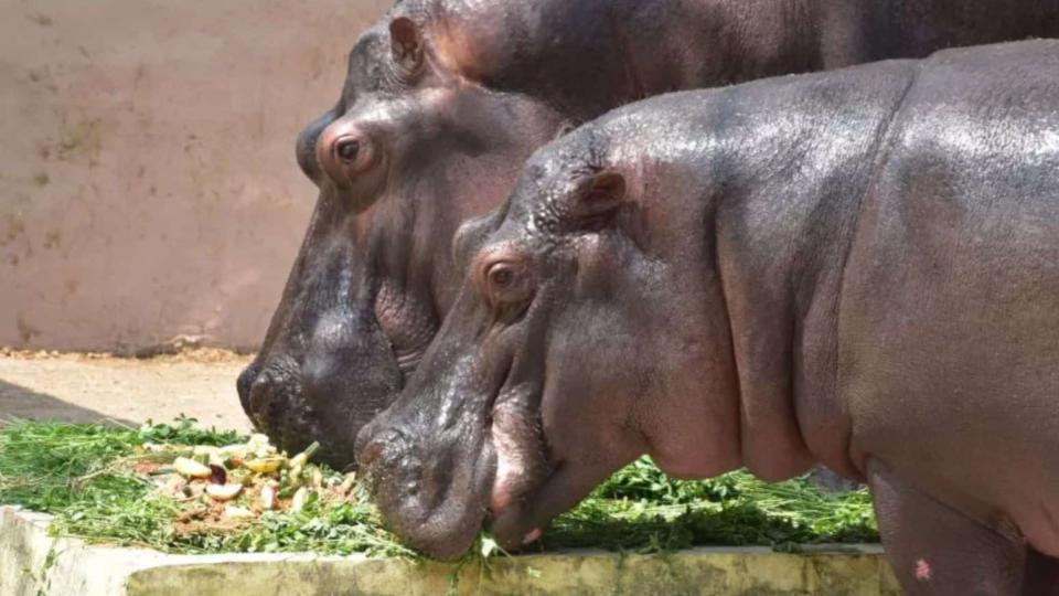 Nehru Zoo Park feeds veg cake to two hippopotamuses 