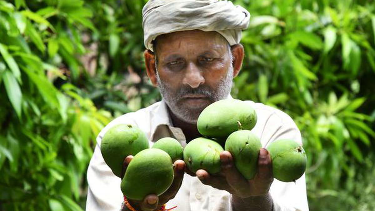 Mango farmers suffer double blow due to pest attacks, unseasonal rains in Telangana