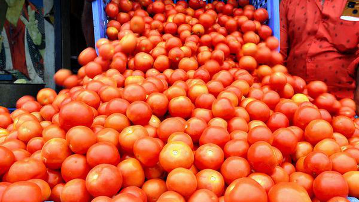 thievessteal20kgtomatoesatdornakalvillageinmahbubnagardistrict