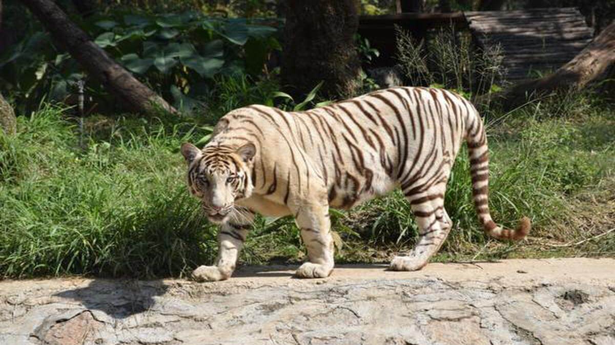 nehruzoologicalparkmournslossofbengalwhitetiger