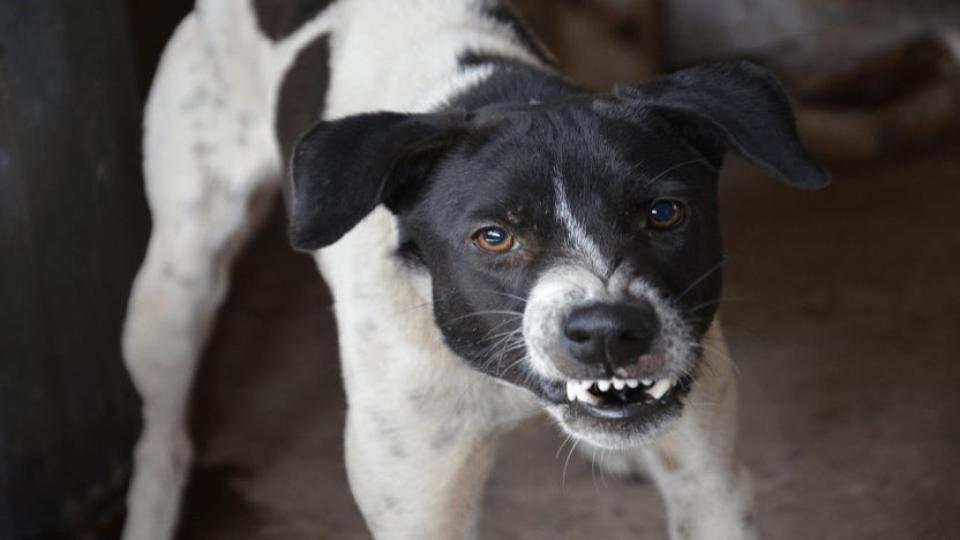 Three-year-old boy dies after dog bite in Jagtial
