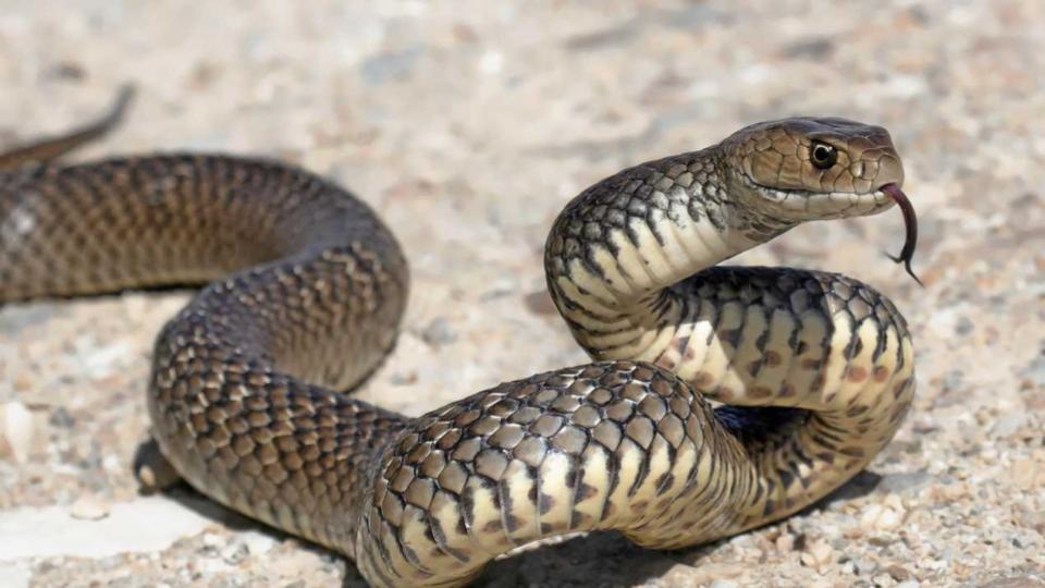 snakebitevictimreportingstillabottleneckintelangana