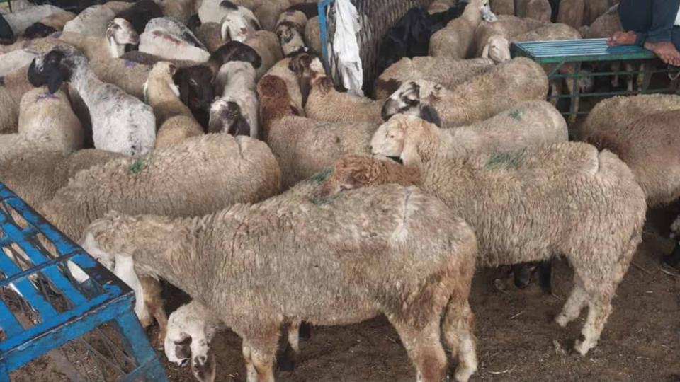 Kesara police seized 130 packets of sheep blood with ‘human blood’ stickers