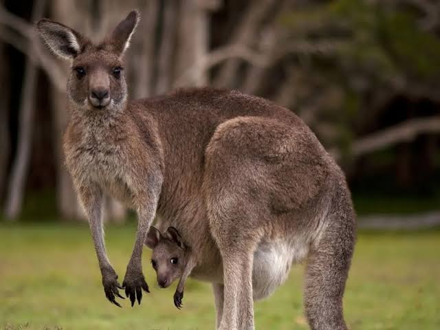 Hyderabad Zoo to welcome kangaroos, wallabies and lemurs