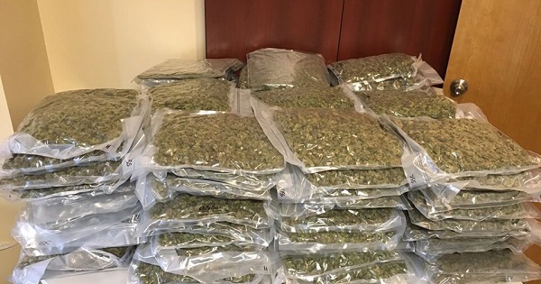 citypoliceconfiscate66kgofmarijuana;twopersonsarrested