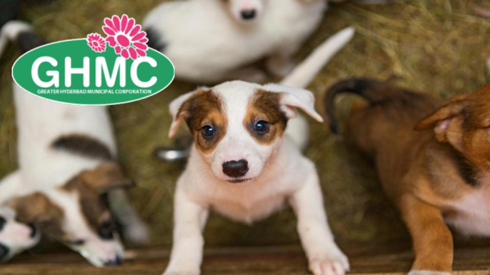 GHMC to host puppy adoption drive on August 17