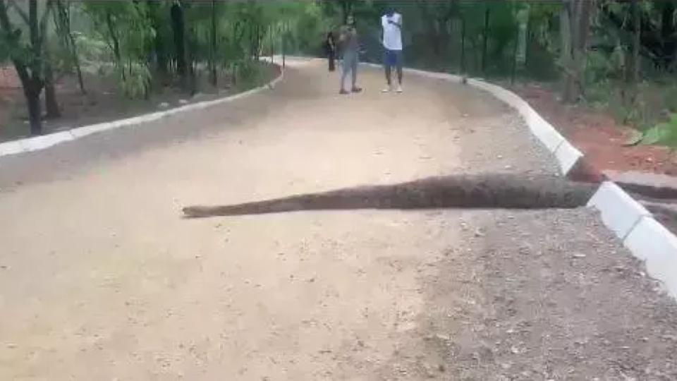 Giant Python Spotted at KBR Park in Hyderabad