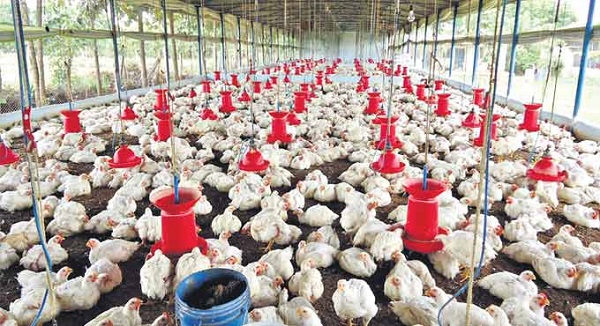 deathof4500birdsinpoultryfarmin3daysworriesfarmersintelangana: