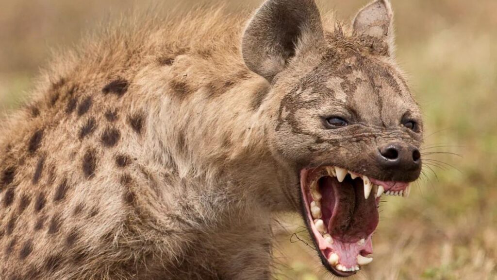 40sheepdieinsuspectedhyenaattackinsiddipetdistrict