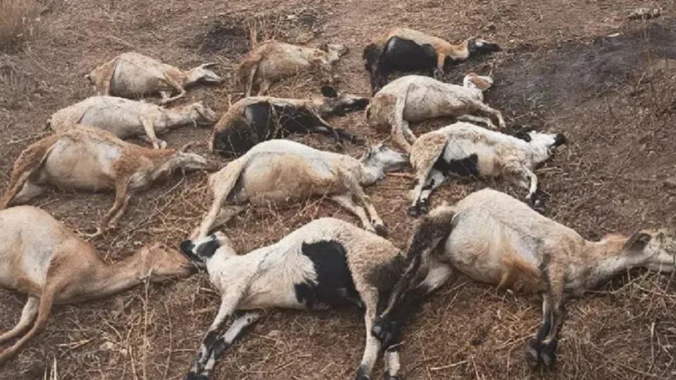 Wild animal kills 20 sheep in Mancherial