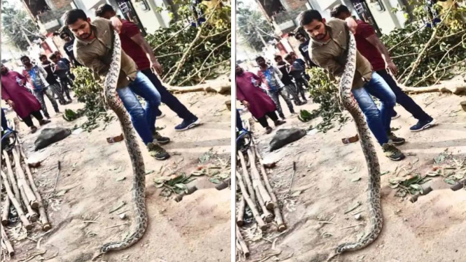 friendsofsnakessocietyrescues3pythonsinlangarhouz