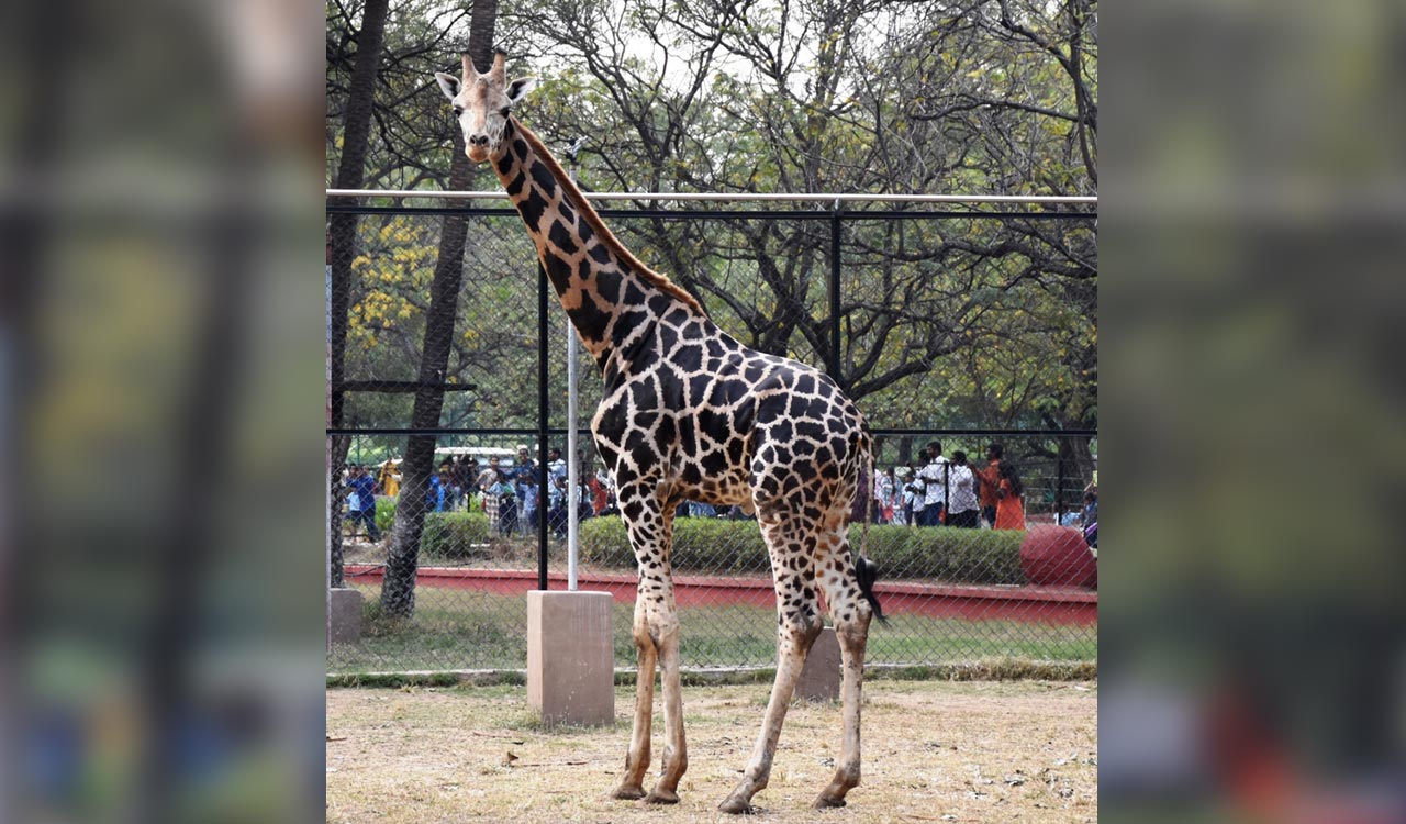 Nehru Zoological Park celebrates World Giraffe Day
