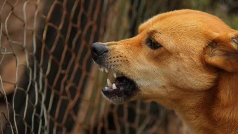 Minor Boy of Jagtial injured in dog attack dies after battling for life for 15 months