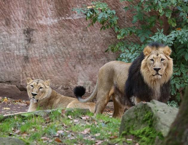 Nehru Zoo celebrates World Lion Day, highlights lion conservation