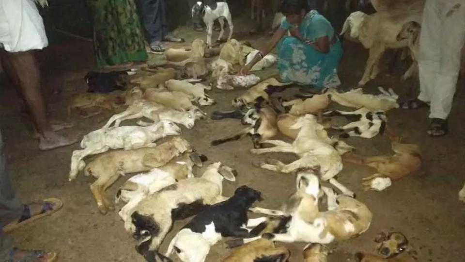 Shepherd incurs loss of Rs 1.5 lakh as 100 sheep killed in dog attack in Telangana